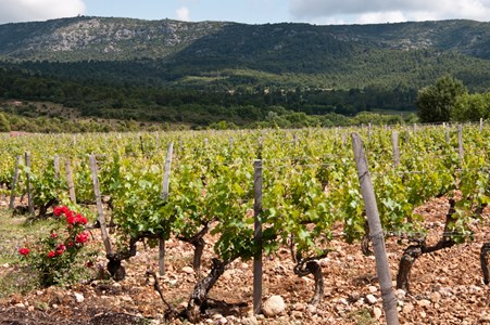 Vineyard rows below the hills of the Coteaux d'Aix-en-Provence
